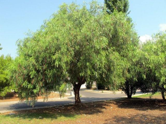 Falso pimentero - Schinus molle - El Nou Garden