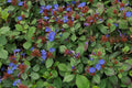 Falso plumbago - Ceratostigma plumbaginoides - El Nou Garden