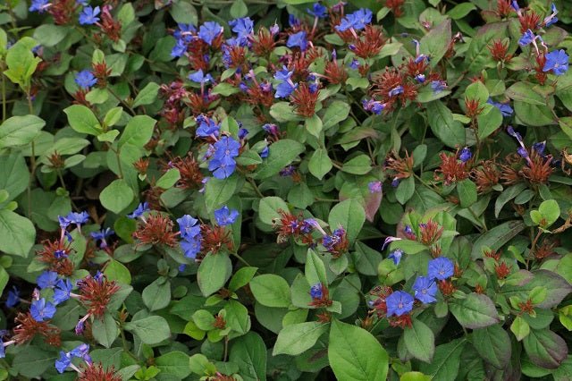 Falso plumbago - Ceratostigma plumbaginoides - El Nou Garden
