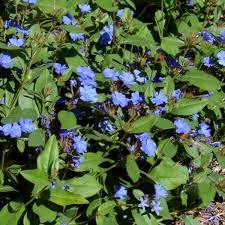 Falso plumbago - Ceratostigma plumbaginoides - El Nou Garden