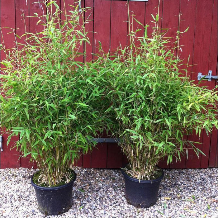 Fargesia Dino - Fargesia murielae - El Nou Garden
