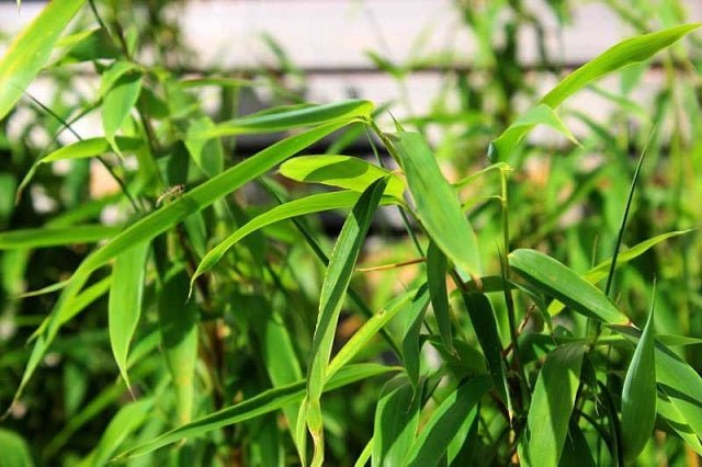 Fargesia Rufa - El Nou Garden