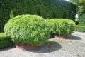Fargesia Rufa - El Nou Garden