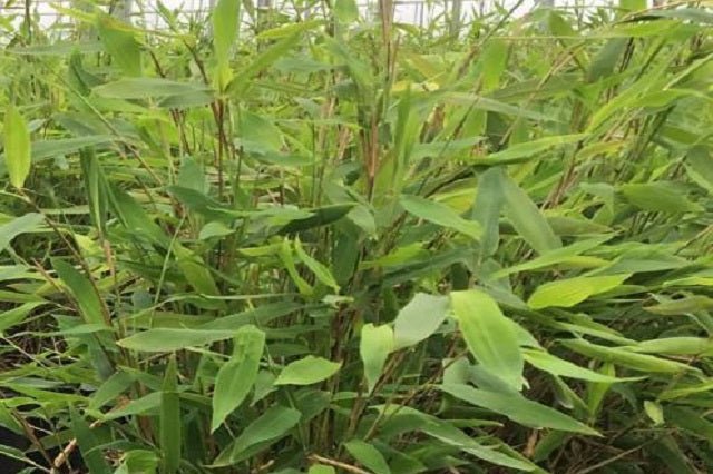 Fargesia Trifina - Fargesia nitida - El Nou Garden