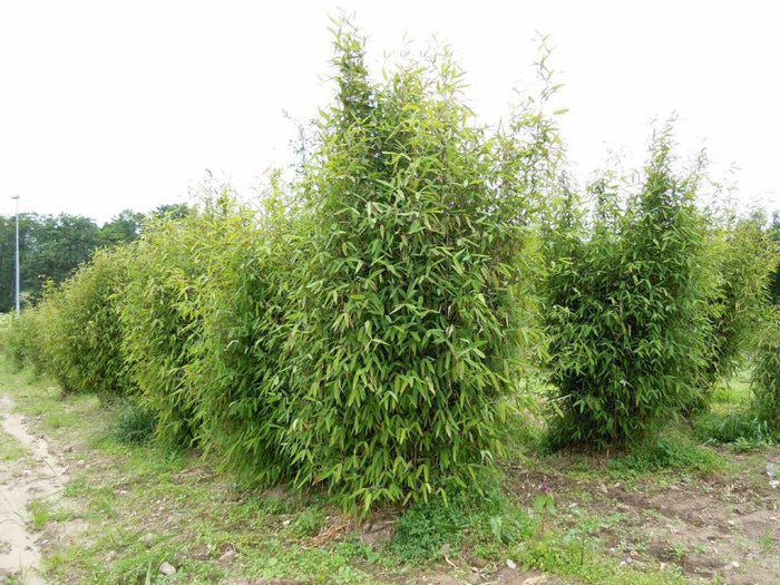 Fargesia Trifina - Fargesia nitida - El Nou Garden