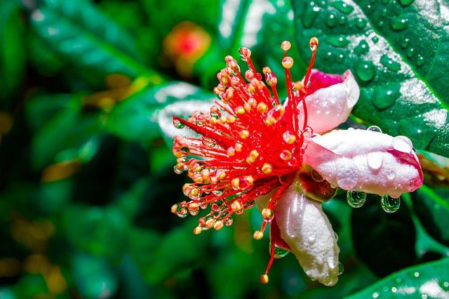 Feijoa - Feijoa sellowiana - Acca sellowiana - El Nou Garden