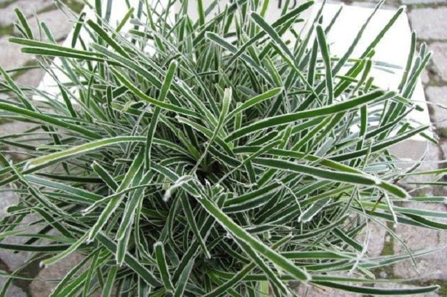 Ficinia Ice Crystal - Ficinia truncata Ice Crystal - El Nou Garden