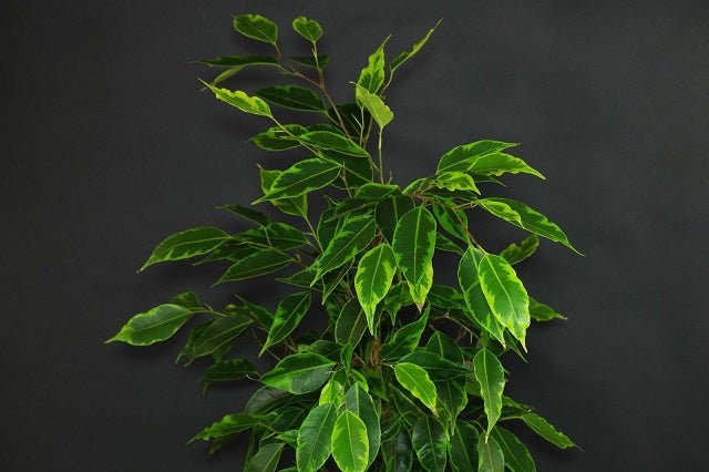 Ficus benjamina Kinky - El Nou Garden