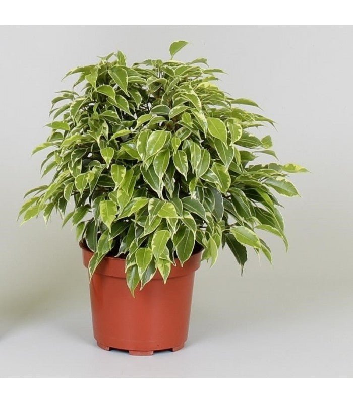 Ficus benjamina Kinky - El Nou Garden