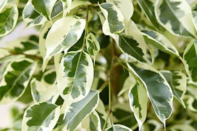 Ficus benjamina Twilight - El Nou Garden