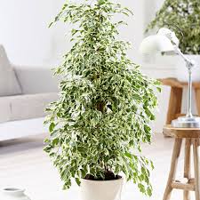 Ficus benjamina Twilight - El Nou Garden