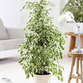 Ficus benjamina Twilight - El Nou Garden