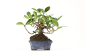 Ficus de la India Panda - Ficus microcarpa nitida - Bonsai - El Nou Garden