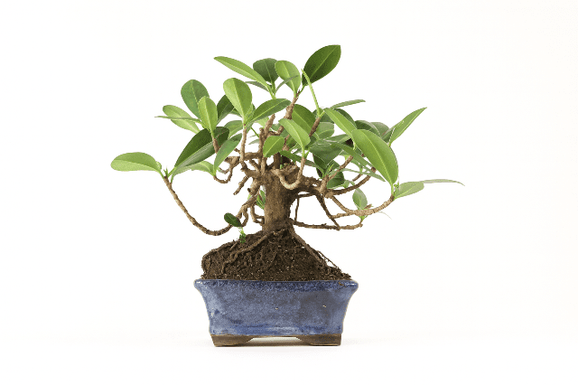 Ficus de la India Panda - Ficus microcarpa nitida - Bonsai - El Nou Garden