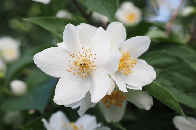 Filadelfo - Philadelphus coronarius - El Nou Garden