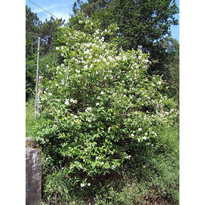 Filadelfo - Philadelphus coronarius - El Nou Garden