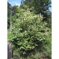 Filadelfo - Philadelphus coronarius - El Nou Garden