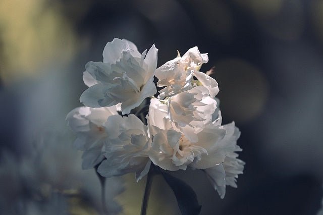 Filadelfo Snowflake - Philadelphus - El Nou Garden