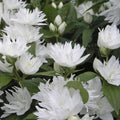 Filadelfo Snowflake - Philadelphus - El Nou Garden