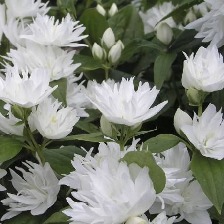 Filadelfo Snowflake - Philadelphus - El Nou Garden