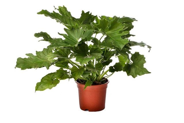 Filodendro paraguayo - Philodendron selloum - El Nou Garden