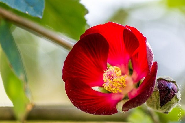 Fimosia - Phymosia umbellata - El Nou Garden