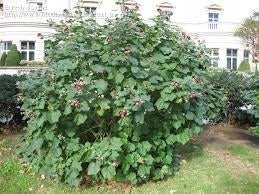 Fimosia - Phymosia umbellata - El Nou Garden