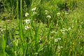 Flecha del agua - Sagittaria sagittifolia - El Nou Garden