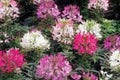 Flor araña - Cleome hassleriana - El Nou Garden