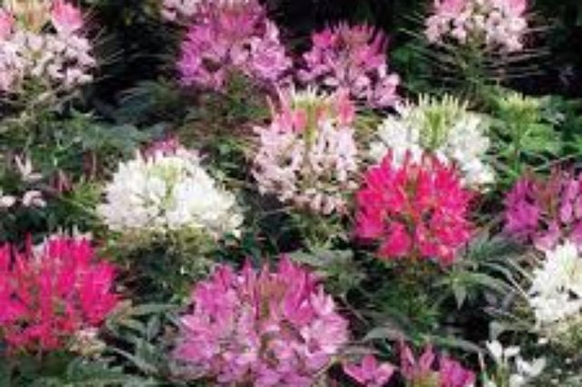 Flor araña - Cleome hassleriana - El Nou Garden
