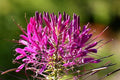 Flor araña Señorita Rosalita - Cleome hassleriana - El Nou Garden