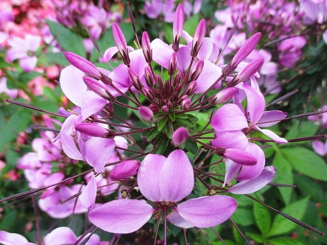 Flor araña Señorita Rosalita - Cleome hassleriana - El Nou Garden