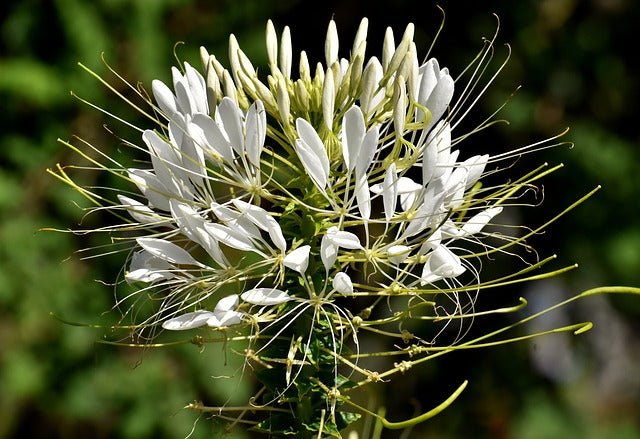 Flor araña Señorita Rosalita - Cleome hassleriana - El Nou Garden