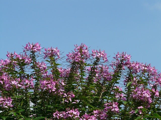 Flor araña Señorita Rosalita - Cleome hassleriana - El Nou Garden