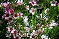 Flor de cera - Chamelaucium uncinatum - El Nou Garden