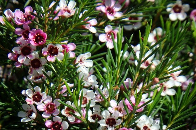 Flor de cera - Chamelaucium uncinatum - El Nou Garden