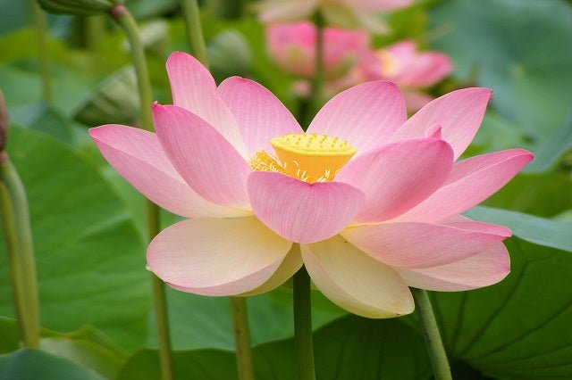 Flor de loto - Nelumbo nucifera - El Nou Garden