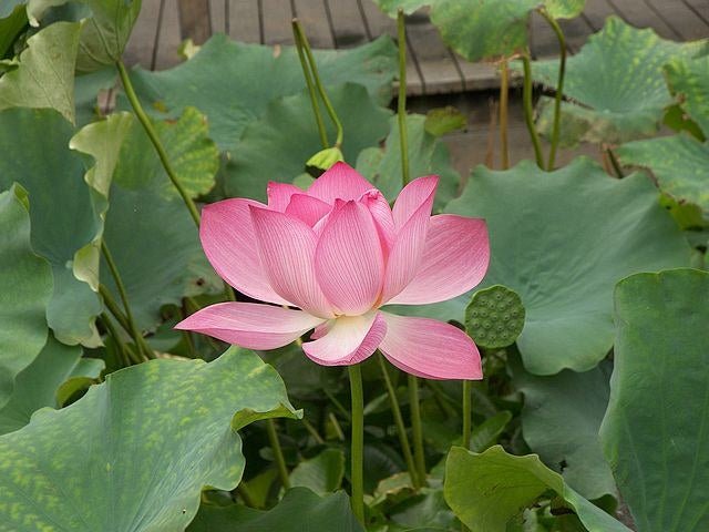 Flor de loto - Nelumbo nucifera - El Nou Garden