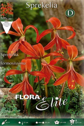 Flor de Lys - Sprekelia formosissima - Bulbo - El Nou Garden