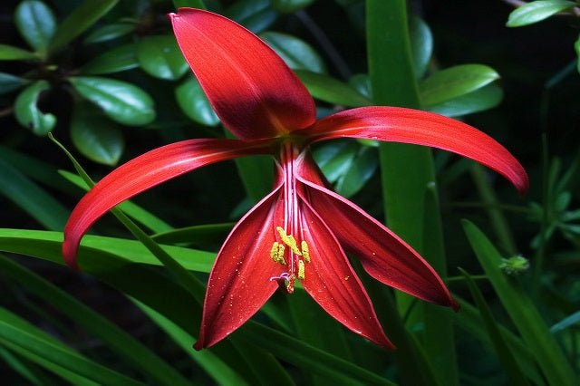 Flor de Lys - Sprekelia formosissima - Bulbo - El Nou Garden