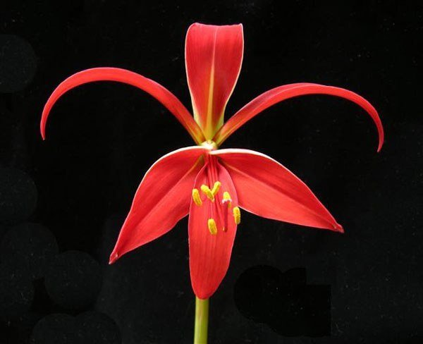 Flor de Lys - Sprekelia formosissima - Bulbo - El Nou Garden
