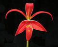 Flor de Lys - Sprekelia formosissima - Bulbo - El Nou Garden