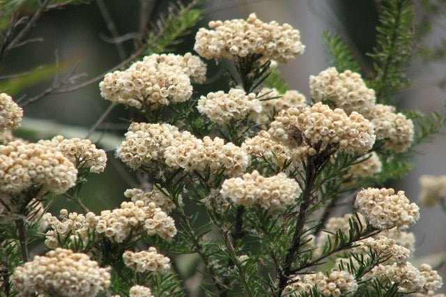 Flor del arroz - Ozothamnus diosmifolius - El Nou Garden