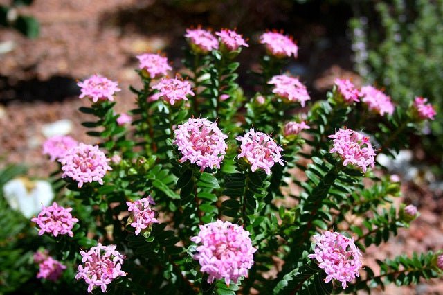 Flor del arroz rosa - Pimelea ferruginea - El Nou Garden