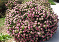 Flor del arroz rosa - Pimelea ferruginea - El Nou Garden