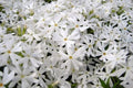 Flox musgoso - Phlox subulata - El Nou Garden