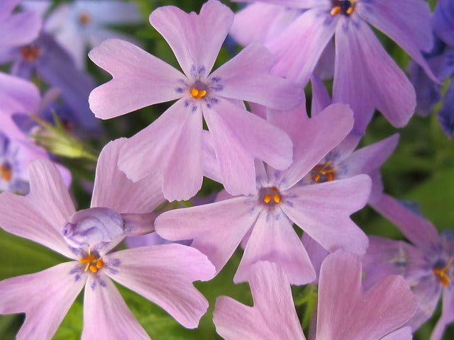 Flox musgoso - Phlox subulata - El Nou Garden