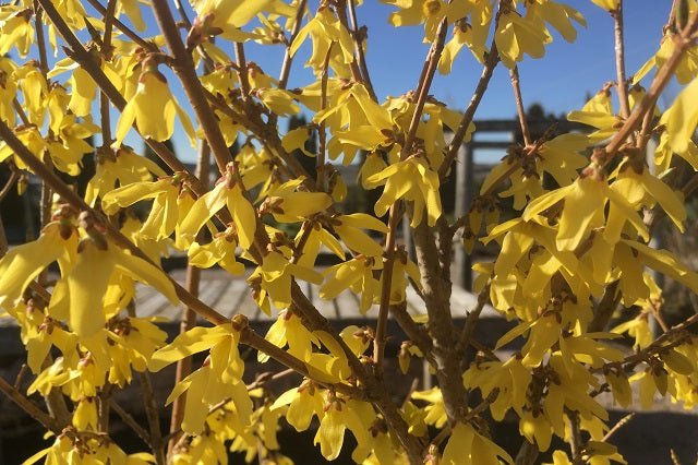 Forsitia Compacta Gold - Forsythia intermedia - El Nou Garden