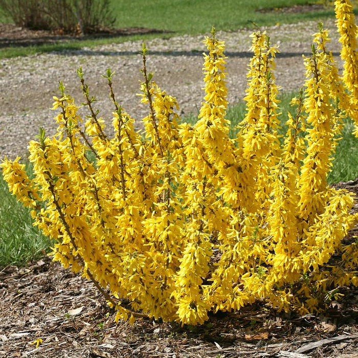 Forsitia Compacta Gold - Forsythia intermedia - El Nou Garden