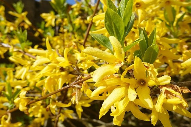Forsitia Lynwood Gold - Forsythia intermedia - Mimosa de París - El Nou Garden